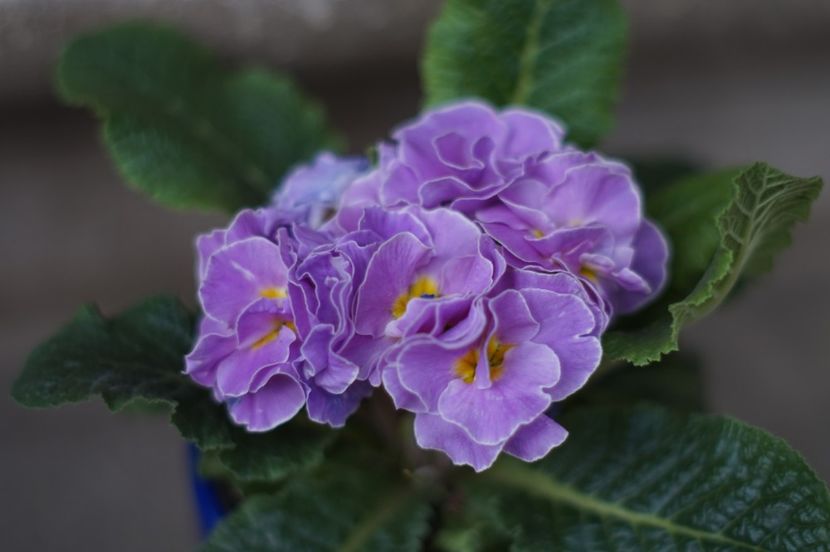  - FEBRUARIE 2019- FEBRUARIE 2020