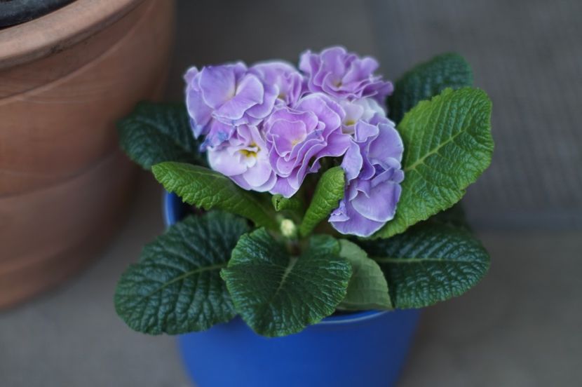  - FEBRUARIE 2019- FEBRUARIE 2020