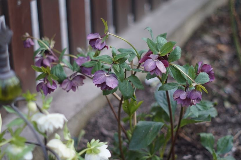  - FEBRUARIE 2019- FEBRUARIE 2020