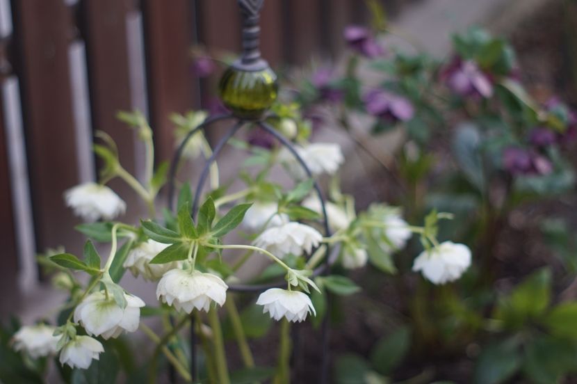  - FEBRUARIE 2019- FEBRUARIE 2020