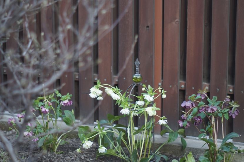  - FEBRUARIE 2019- FEBRUARIE 2020