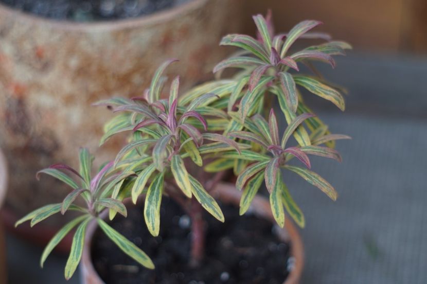  - FEBRUARIE 2019- FEBRUARIE 2020