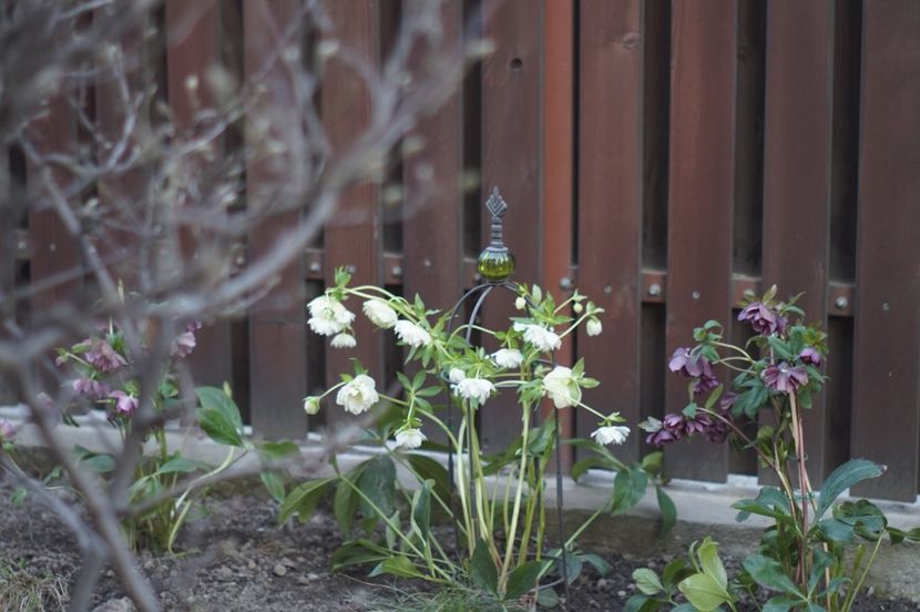  - FEBRUARIE 2019- FEBRUARIE 2020