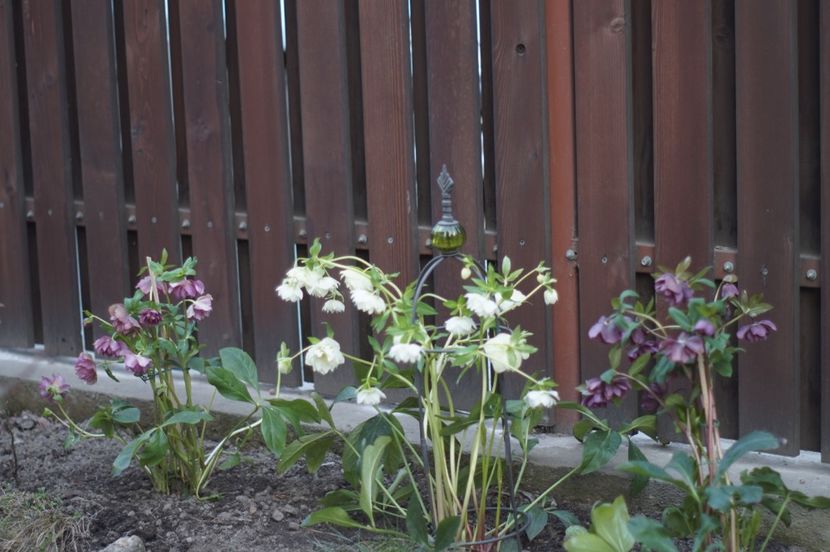  - FEBRUARIE 2019- FEBRUARIE 2020