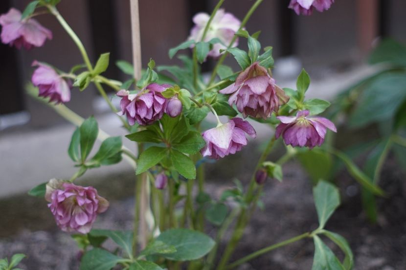  - FEBRUARIE 2019- FEBRUARIE 2020