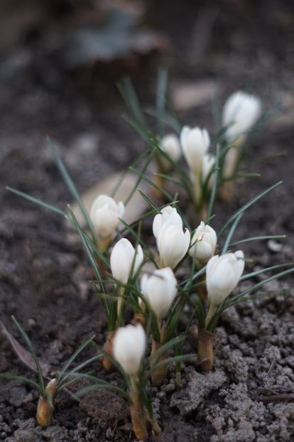  - FEBRUARIE 2019- FEBRUARIE 2020