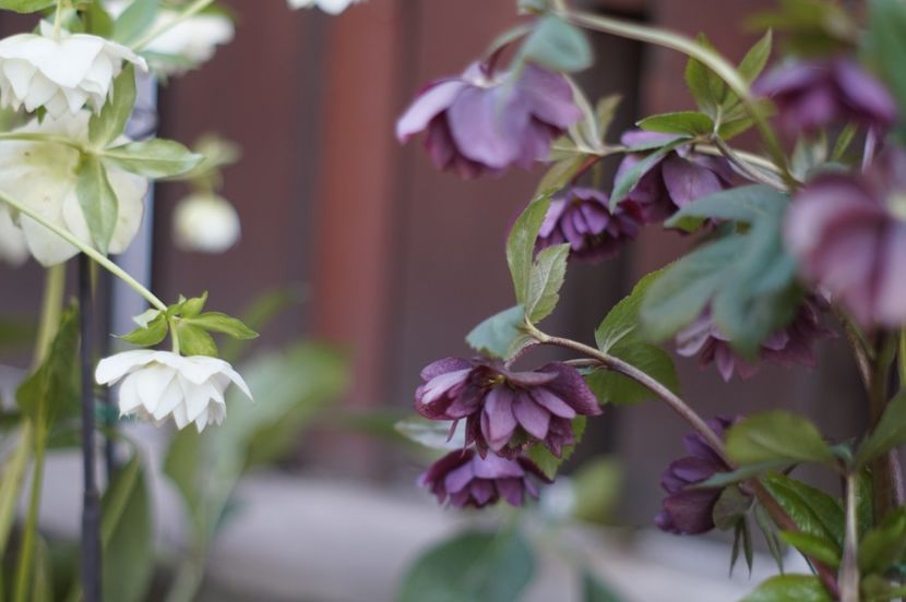  - FEBRUARIE 2019- FEBRUARIE 2020