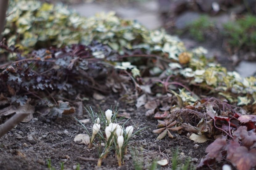  - FEBRUARIE 2019- FEBRUARIE 2020