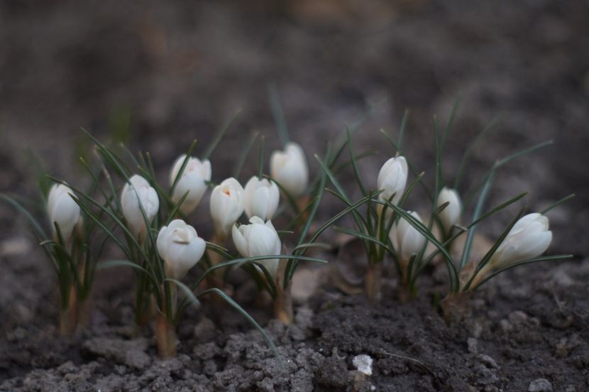  - FEBRUARIE 2019- FEBRUARIE 2020