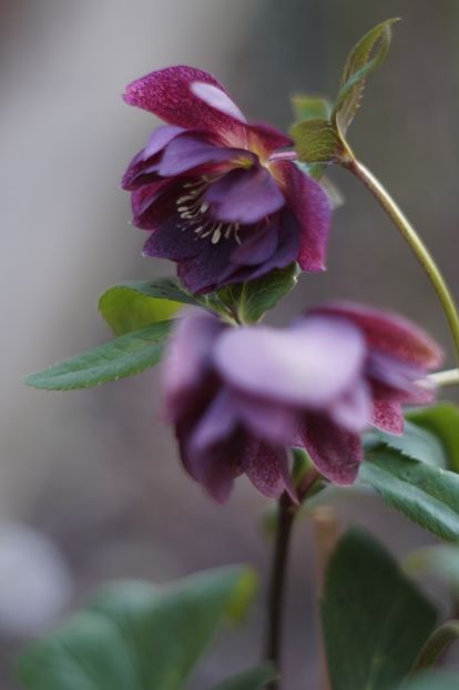  - FEBRUARIE 2019- FEBRUARIE 2020