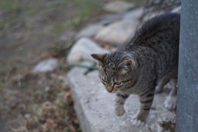  - FEBRUARIE 2019- FEBRUARIE 2020