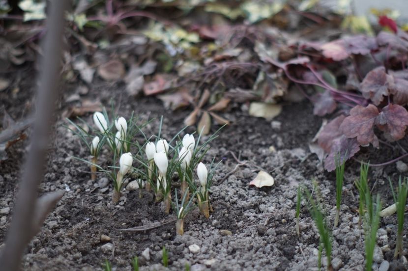  - FEBRUARIE 2019- FEBRUARIE 2020