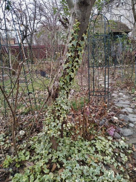  - FEBRUARIE 2019- FEBRUARIE 2020