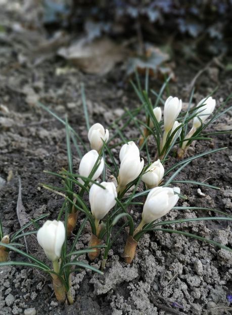  - FEBRUARIE 2019- FEBRUARIE 2020