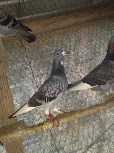  - A-2 Masculi matca pentru 2020- Baltati-Aarden Vineti-Fabry