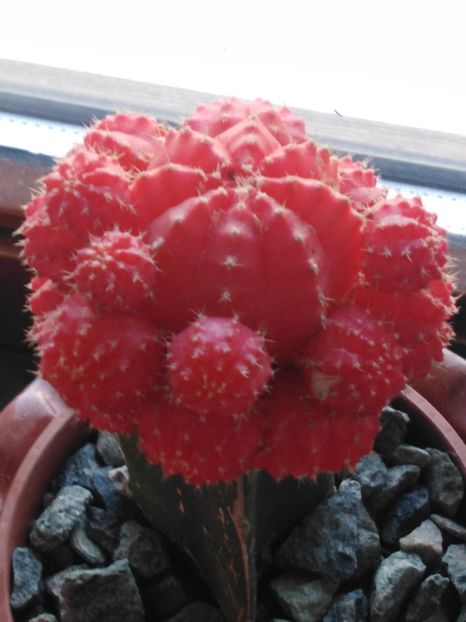 cactus rosu - suculente si cactusi