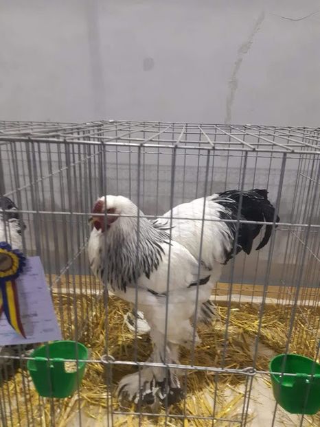 IMG-20200110-WA0040 - 2019 - herminat deschis