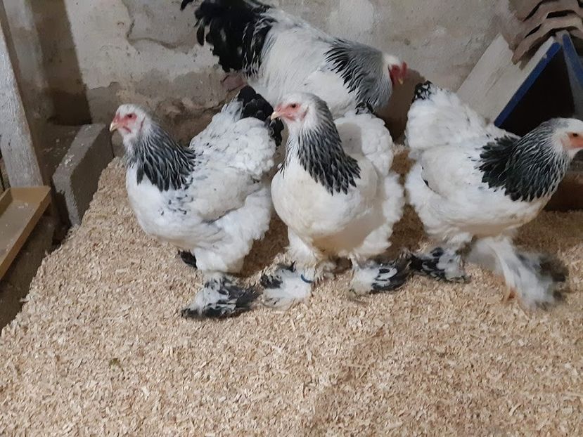  - 2019 - herminat deschis