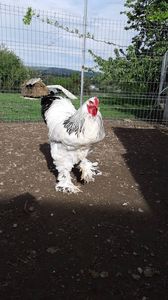 IMG-20190506-WA0003 - 2019 - herminat deschis