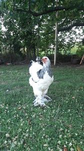 IMG-20191028-WA0036 - 2019 - herminat deschis