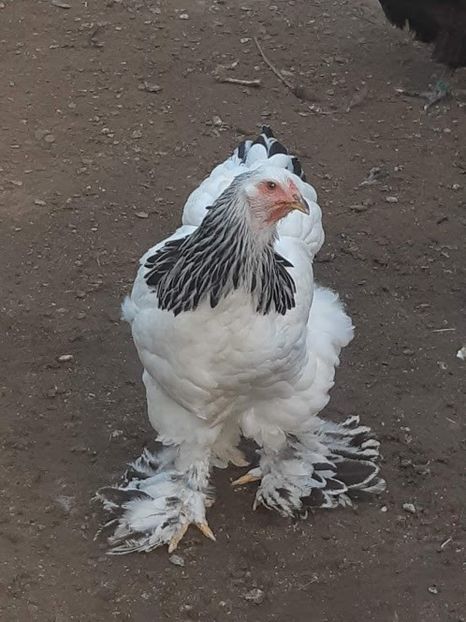 IMG-20191028-WA0041 - 2019 - herminat deschis