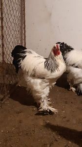 IMG-20191118-WA0022 - 2019 - herminat deschis