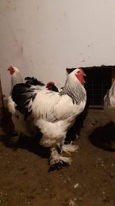 IMG-20191118-WA0026 - 2019 - herminat deschis