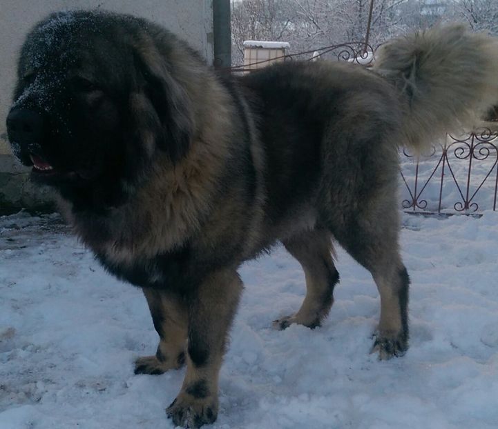  - UMAR-Transylvania Giant CIOBANESC CAUCAZIAN- 6 luni