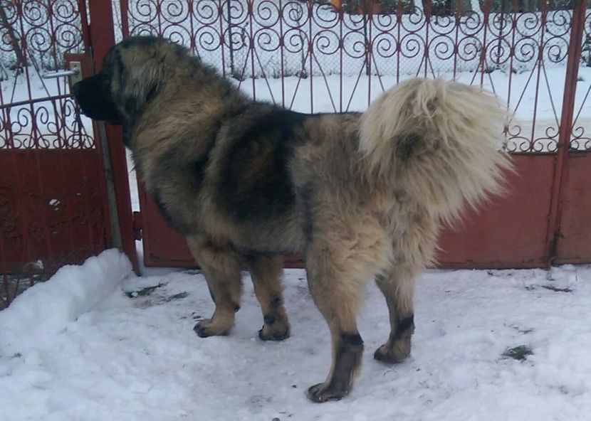  - UMAR-Transylvania Giant CIOBANESC CAUCAZIAN- 6 luni