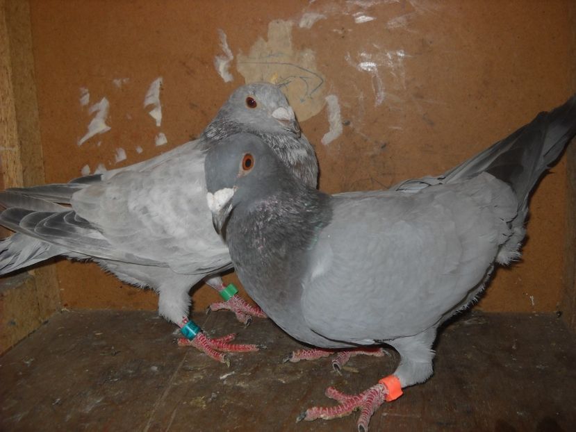  - UNDEVA IN SUCEAVA arhiva