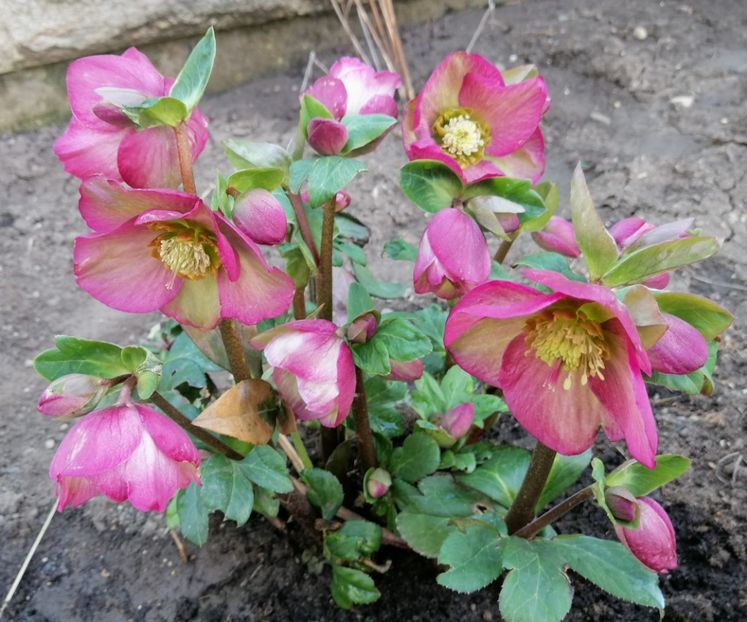 helleborus Ice N Roses Rose - 2020 Ian feb martie aprilie