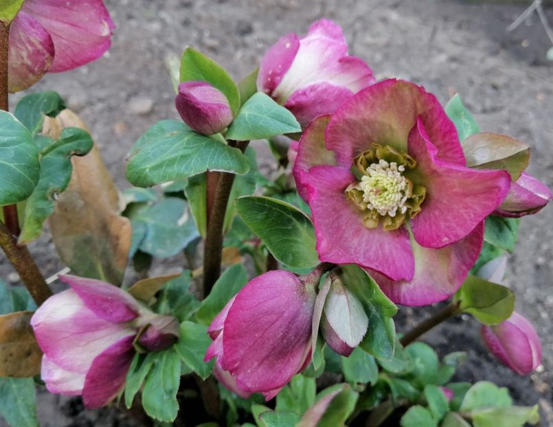 helleborus Ice N Roses Rose - 2020 Ian feb martie aprilie
