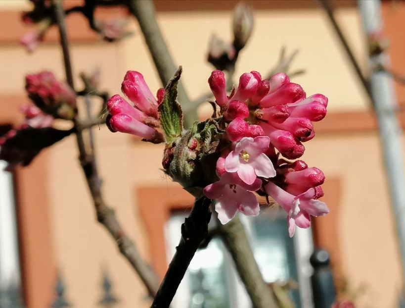 viburnum bodnantense..primele flori   :) - 2020 Ian feb martie aprilie