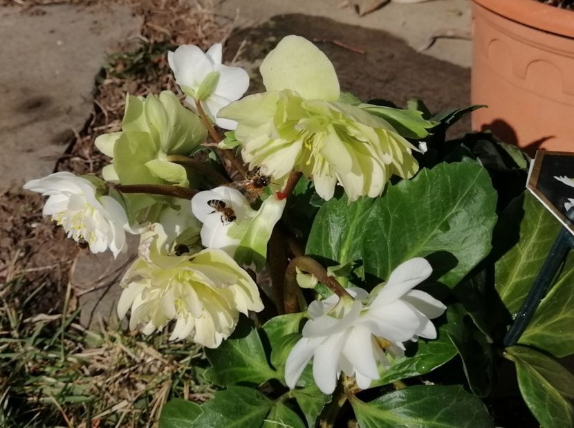 Helleborus_Snow_Frills - 2020 Ian feb martie aprilie