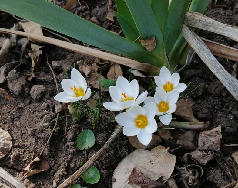 crocus chrysanthus ard schenk - 2020 Ian feb martie aprilie