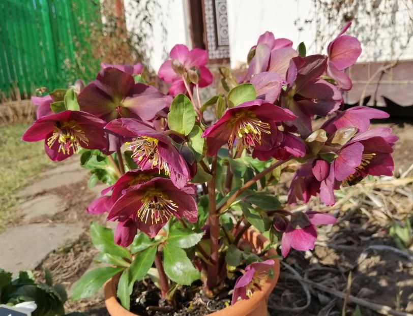 helleborus Ice N Roses Red - 2020 Ian feb martie aprilie