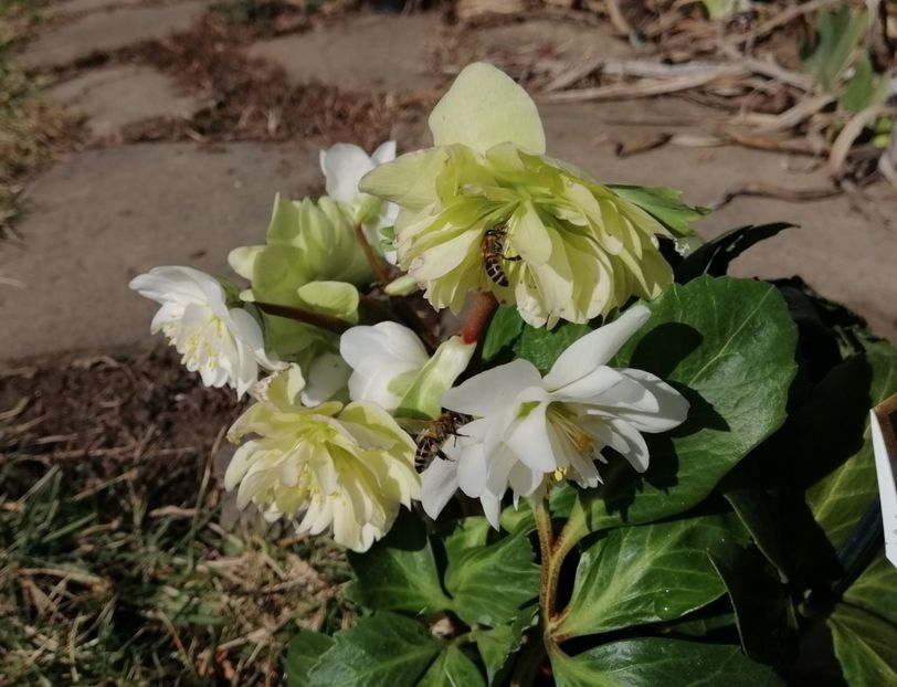 Helleborus_Snow_Frills - 2020 Ian feb martie aprilie