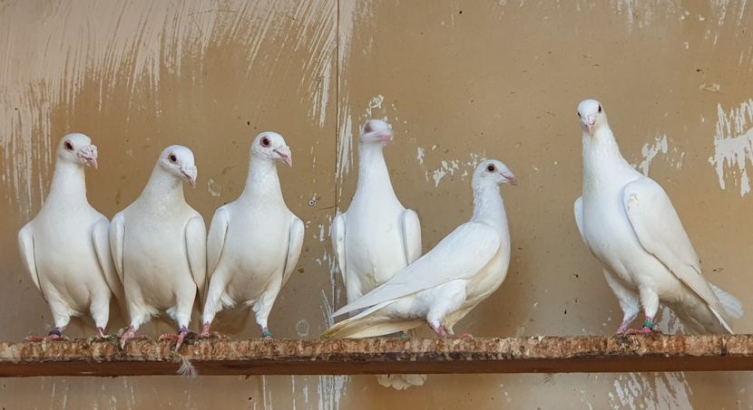  - Porumbei Szolnoki Bagdeta