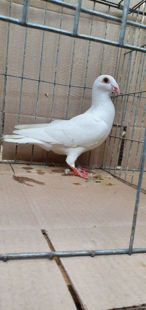  - Porumbei Szolnoki Bagdeta