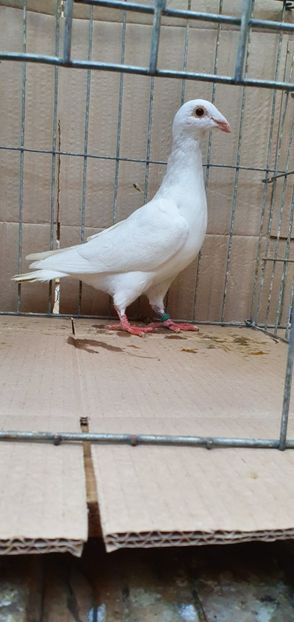  - Porumbei Szolnoki Bagdeta