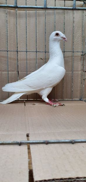  - Porumbei Szolnoki Bagdeta