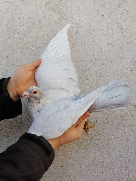 83453836_2908092695936471_7201366275019243520_o - Fosti porumbei