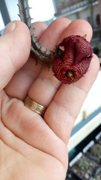 26.02.2020 - Stapelia revoluta v tigrida