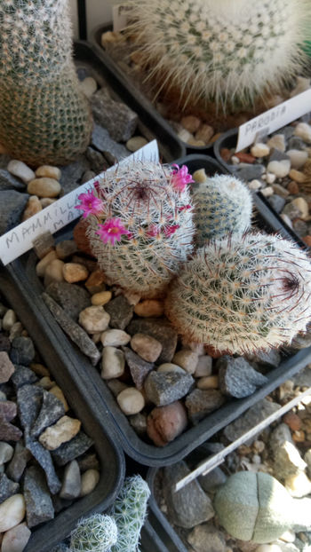 26.02.2020 - Mammillaria matudae