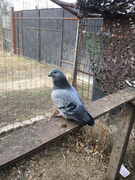 m2019 - Porumbei vanduti 2017-2025