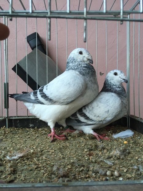 m+f 2019 - Porumbei vanduti 2017-2025