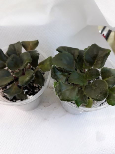  - LE Kudri Venery zzz