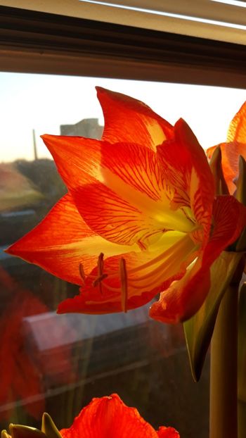  - AMARYLLIS
