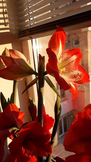  - AMARYLLIS