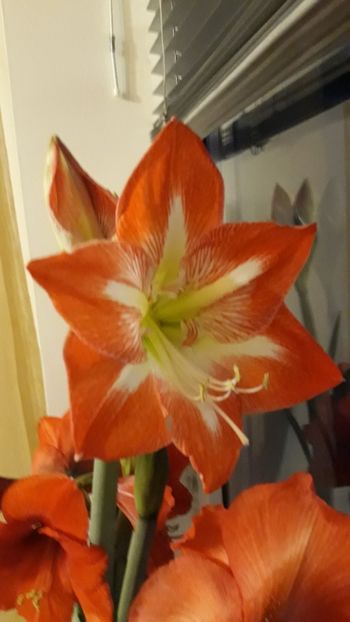  - AMARYLLIS